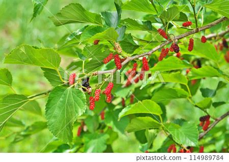 Red mulberry fruit (spring, May) Red mulberry fruit (spring, May) 114989784