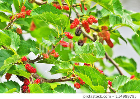 Red mulberry fruit (spring, May) Red mulberry fruit (spring, May) 114989785