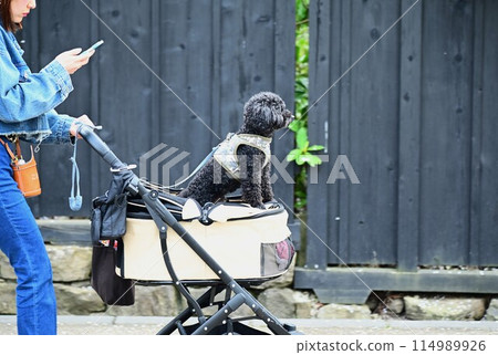 春天Kakunoda武士的房子 春天Kakunoda武士的房子 114989926