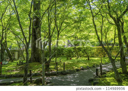 京都的新綠、足野念佛寺、苔蘚花園 114989936