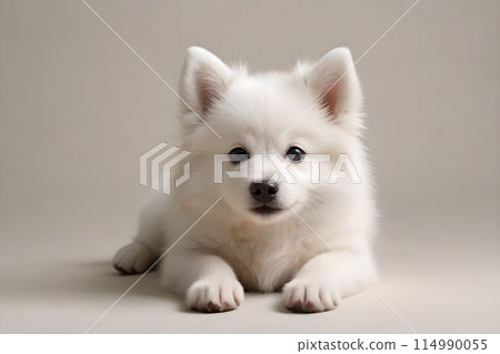 一隻可愛的狐狸犬幼犬趴在地上 114990055