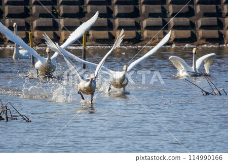 A beautiful flock of whooper swans (Anatidae) take off from their roost in the early morning. Watarara, Tochigi City, Tochigi Prefecture, Japan A beautiful flock of whooper swans (Anatidae) take off from their roost in the early morning. Watarara, Tochigi City, Tochigi Prefecture, Japan 114990166