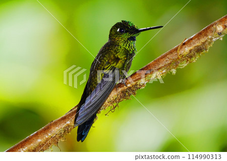 Midori Bousushi Hummingbird 114990313