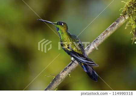 Midori Bousushi蜂鳥 114990318