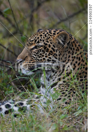 豹的表情 114990397