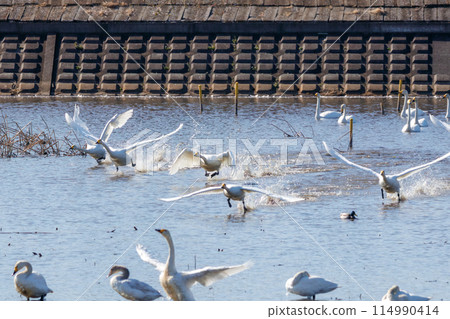 清晨，一群美麗的大天鵝（鴨科）從棲息處起飛。  日本栃木縣栃木市渡原市 114990414