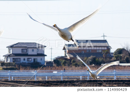 A beautiful flock of whooper swans (Anatidae) take off from their roost in the early morning. Watarara, Tochigi City, Tochigi Prefecture, Japan A beautiful flock of whooper swans (Anatidae) take off from their roost in the early morning. Watarara, Tochigi City, Tochigi Prefecture, Japan 114990429
