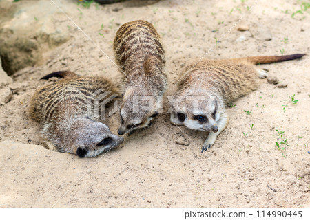 Meerkats in Zoo Bochum, Germany Meerkats in Zoo Bochum, Germany 114990445