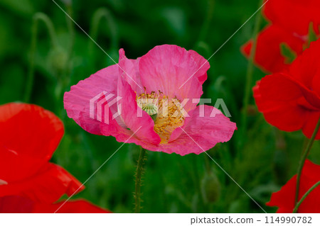 Pink poppy flowers Pink poppy flowers 114990782