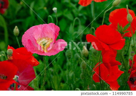 粉紅色的罌粟花 114990785