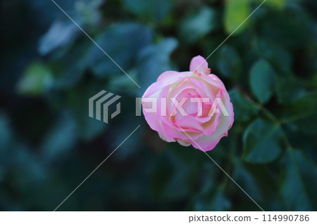Arao City Ominous Citizen Flower Bed Rose Flower, 114990786