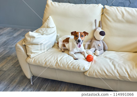 Smiling Jack Russel terrier dog perched and begging for attention 114991066