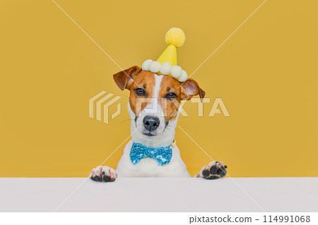 Funny dog wearing a party hat and bowtie celebrating at a birthday party Funny dog wearing a party hat and bowtie celebrating at a birthday party 114991068