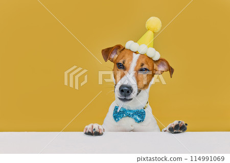 Funny dog wearing a party hat and bowtie celebrating at a birthday party 114991069