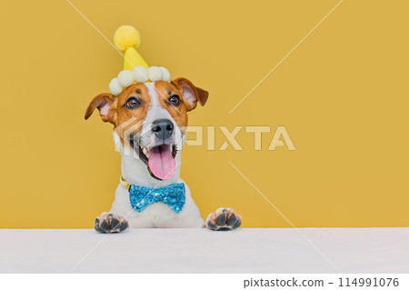Funny dog wearing a party hat and bowtie celebrating at a birthday party Funny dog wearing a party hat and bowtie celebrating at a birthday party 114991076
