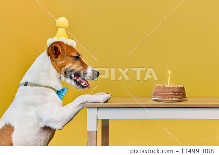 Cute dog with a party hat celebrating his birthday Cute dog with a party hat celebrating his birthday 114991088