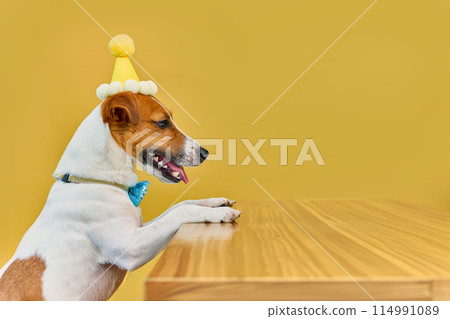 Cute dog with a party hat celebrating his birthday 114991089