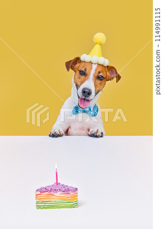 Cute dog with a party hat celebrating his birthday 114991115