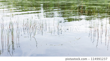 Natural panoramic background photo with flowers of Lobelia dortmanna Natural panoramic background photo with flowers of Lobelia dortmanna 114991237