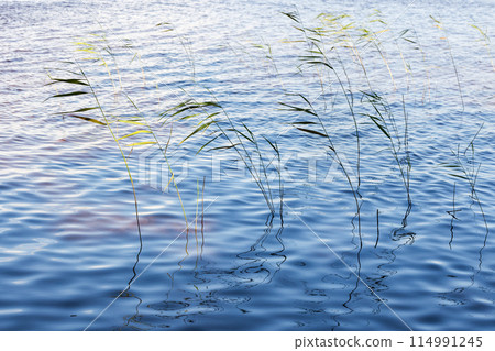 Coastal grass waving on wind on a sunny. Natural background Coastal grass waving on wind on a sunny. Natural background 114991245