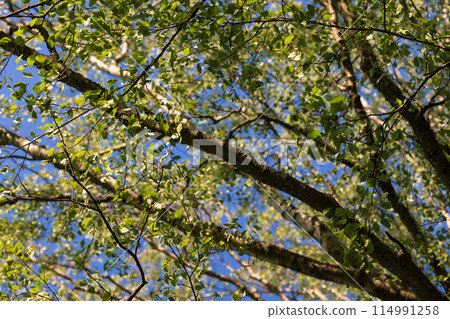 Birch tree branches are under blue sky on a sunny summer day 114991258