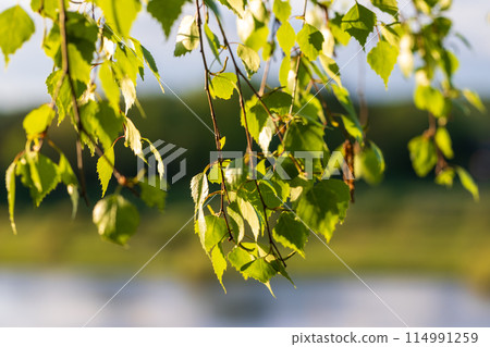 Green birch tree leaves over blurred natural background on a sunny summer day Green birch tree leaves over blurred natural background on a sunny summer day 114991259