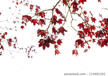 Red maple leaves isolated on white background, natural photo 114991261