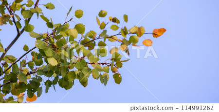 Aspen tree branch with green yellow leaves is on the blue sky background 114991262