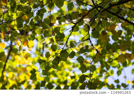 Birch tree leaves under blue sky on a sunny summer day. Closeup photo Birch tree leaves under blue sky on a sunny summer day. Closeup photo 114991263