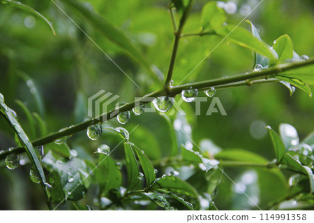 Raindrops are lined up in a row on the stems of plants, ready to fall to the ground at any moment, but new drops keep coming up. Raindrops are lined up in a row on the stems of plants, ready to fall to the ground at any moment, but new drops keep coming up. 114991358