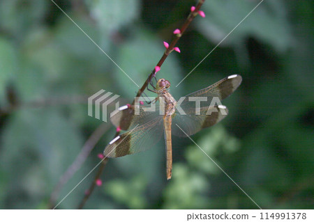 A photo of a female Miyama Akane perched on a branch A photo of a female Miyama Akane perched on a branch 114991378
