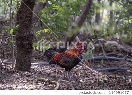 Red junglefowl is on the ground of the jungle. 114991677
