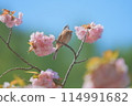 Bunting and flowers 114991682
