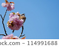 Bunting and flowers 114991688