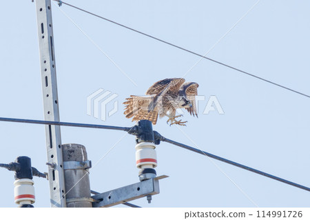 A beautiful Peregrine Falcon (Falconidae) soaring to hunt at the Watarase Reservoir, Tochigi City, Tochigi Prefecture, Japan. 114991726