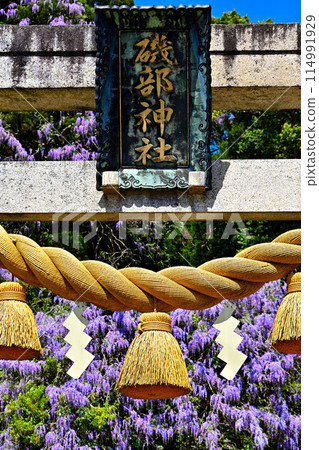 富山縣冰見市磯部神社的山紫藤 114991929