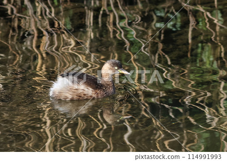 A beautiful pattern on the water surface with little grebes swimming 114991993