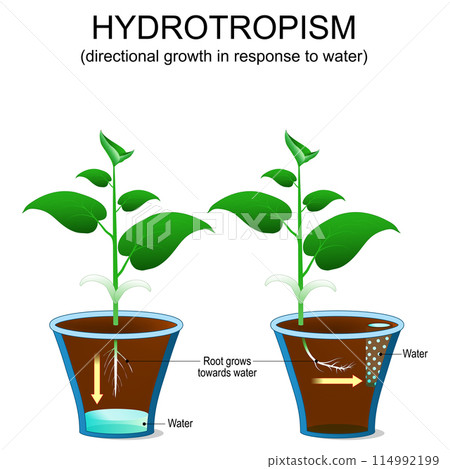 Hydrotropism in plants 114992199