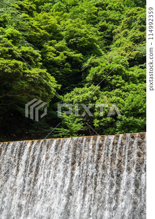 Fresh greenery and an erosion control dam [Suzuka Quasi-National Park, Miyazuma Gorge] 114992359