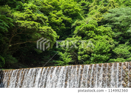 Fresh greenery and an erosion control dam [Suzuka Quasi-National Park, Miyazuma Gorge] 114992360