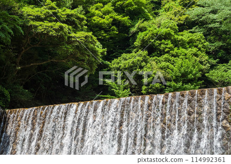 Fresh greenery and an erosion control dam [Suzuka Quasi-National Park, Miyazuma Gorge] 114992361
