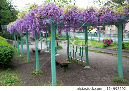 Wisteria trellis Wisteria trellis 114992392