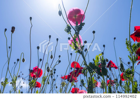Flowers blooming towards the sun Flowers blooming towards the sun 114992402