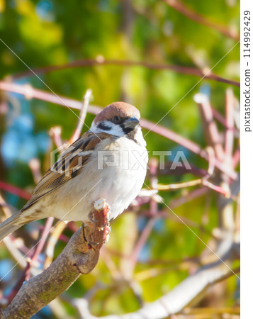 High-resolution sparrow portrait 114992429