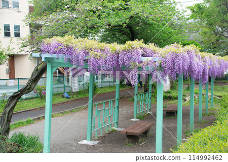 Wisteria trellis 114992462