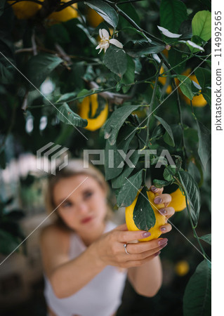 Woman holding a lemon from the tree Woman holding a lemon from the tree 114992565