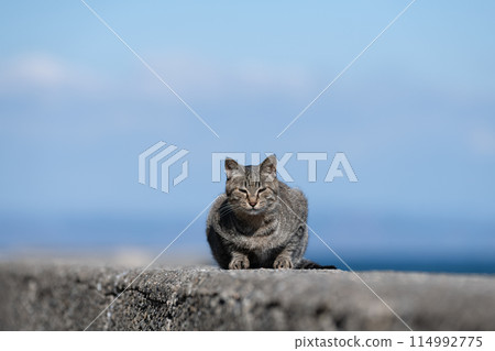 A cat relaxing on a dike 114992775