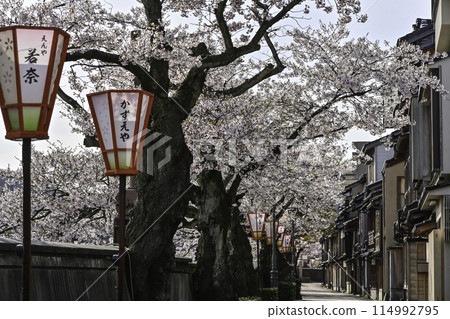 Beautiful cherry blossoms at Kazuemachi Chaya District 114992795