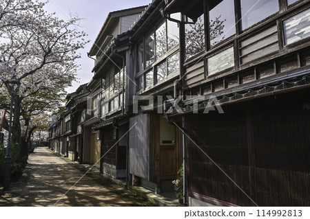 櫻花盛開的一町茶屋街 114992813