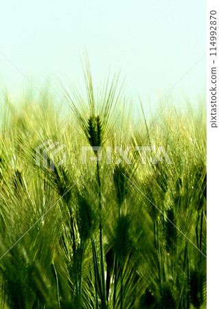 Ear of the blue wheat Ear of the blue wheat 114992870